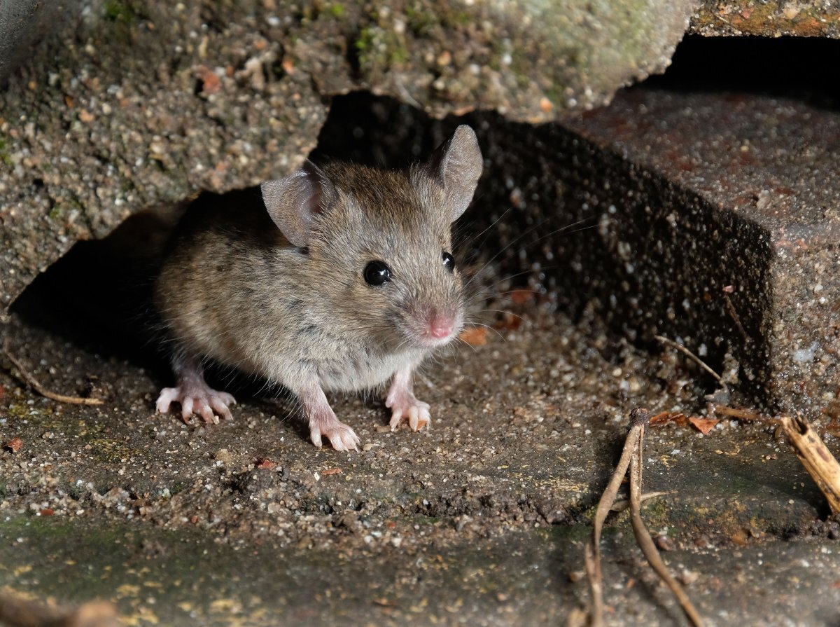 О мыше или о мыши. Эворонская полевка. Mus musculus домовая мышь. Мышь домовая (mus musculus l.. Мышь домовая серая.