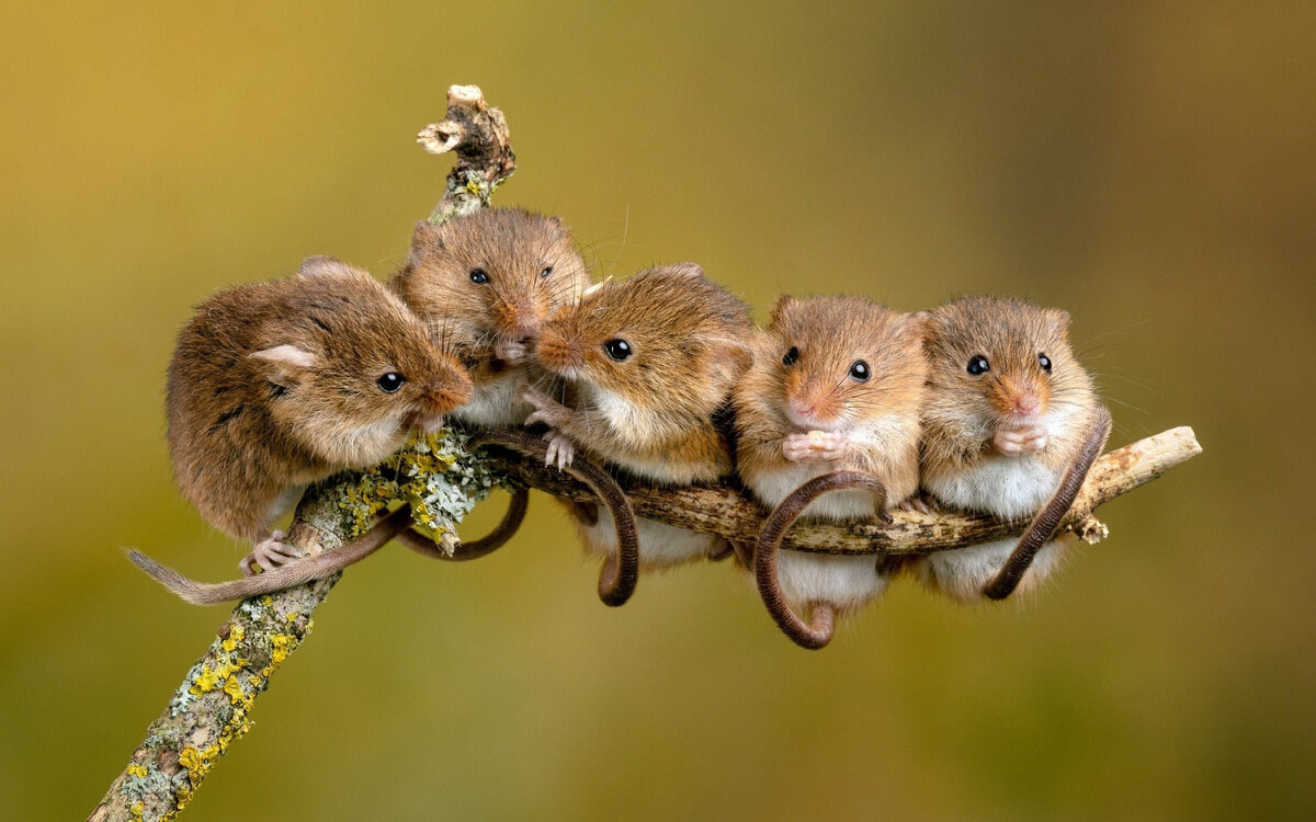 Пять мышей. Детеныш мыши полевки. Мышь Малютка полевка.