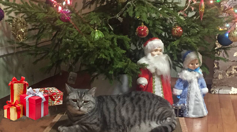 Живой подарок в Новый год. Фото автора