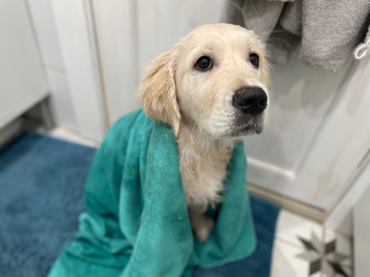 Пахнуть может собака любого возраста. Этому всегда есть причина.