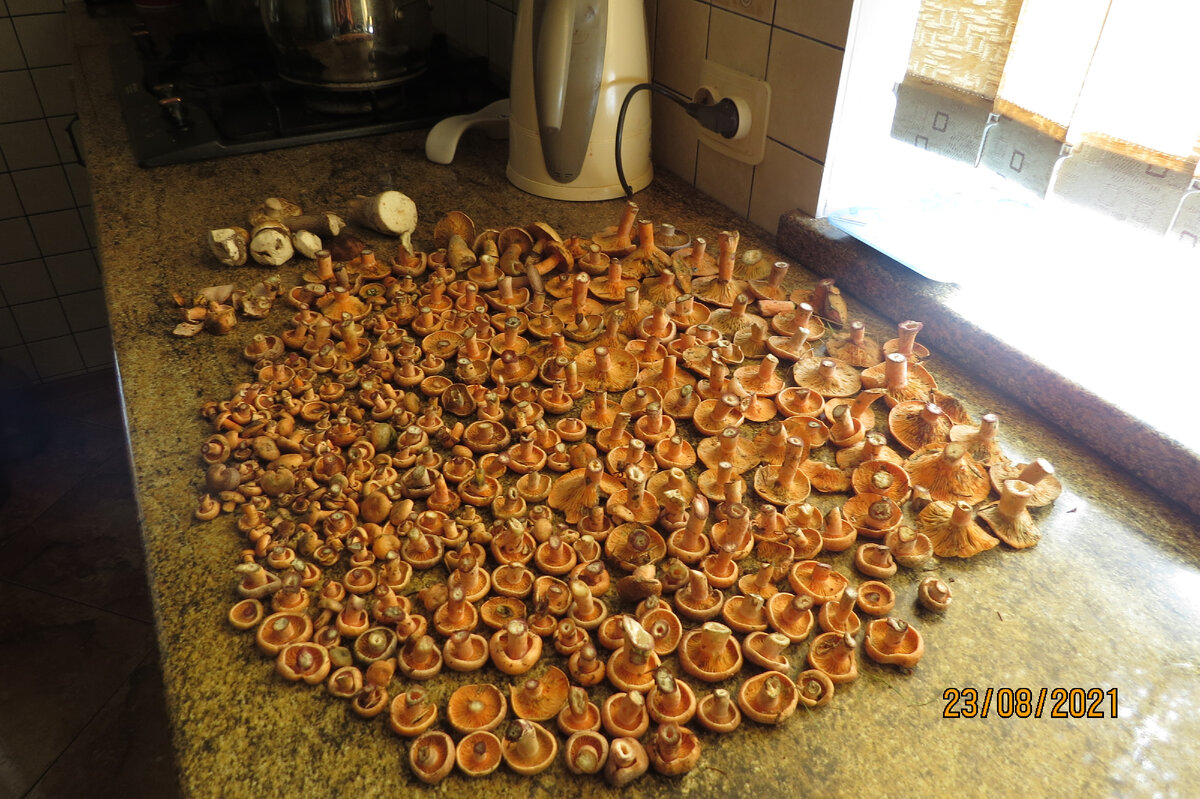 Фото автора. Я не люблю сырые рыжики, особенно горчат еловые, которые на фото