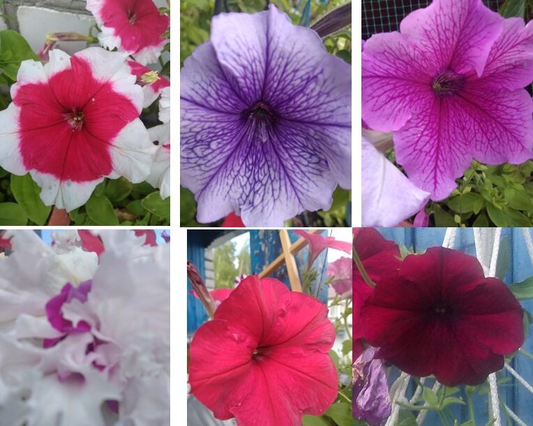 Вот такие петунии н дают семян, а если и дают, то сорт буде уже н тот