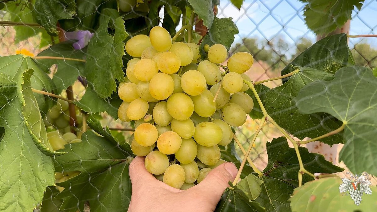 В данном выпуске я расскажу Вам об одном из самых вкусных мускатов у меня на винограднике. А именно, я расскажу Вам об урожае и особенностях гибридной формы винограда Ландыш.