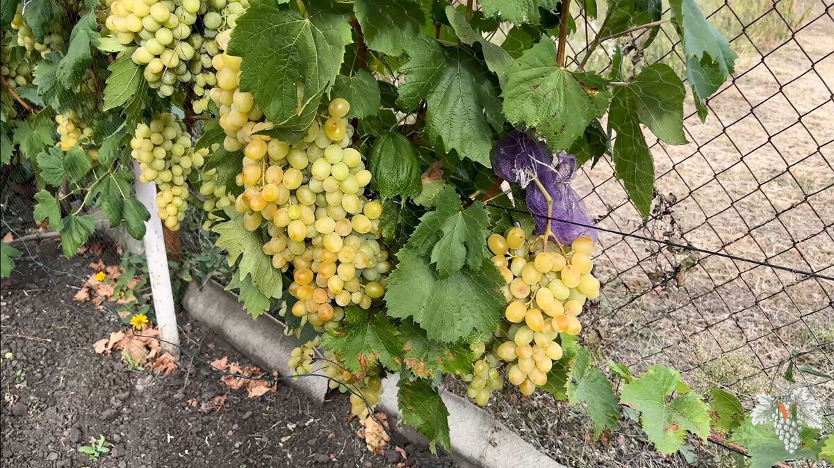 В данном выпуске я расскажу Вам об одном из самых вкусных мускатов у меня на винограднике. А именно, я расскажу Вам об урожае и особенностях гибридной формы винограда Ландыш.-2