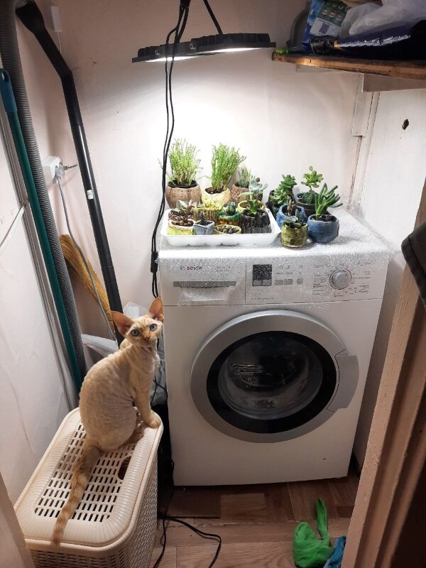 Кеша и мой огород