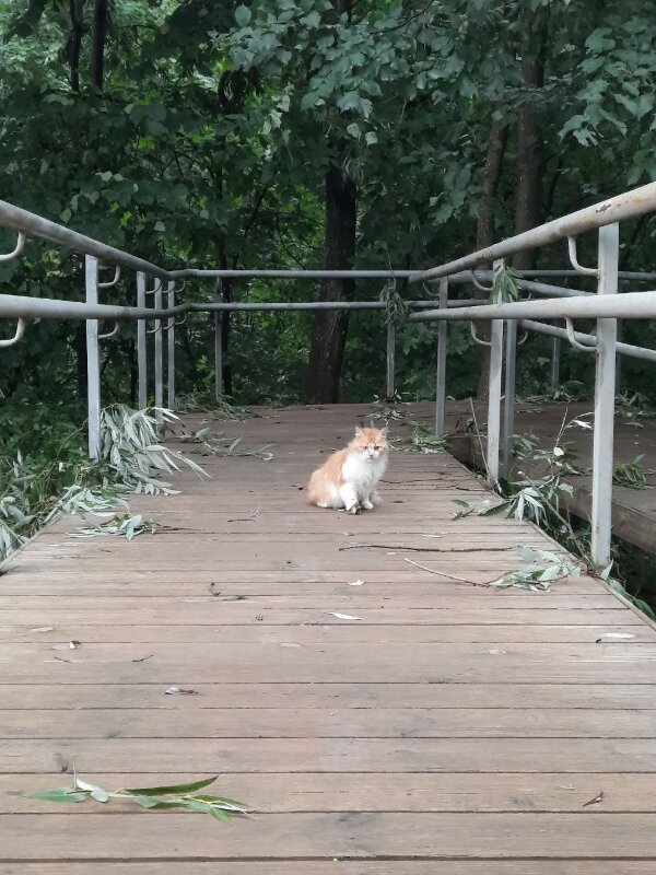 Местного котика подкармливают рыбаки