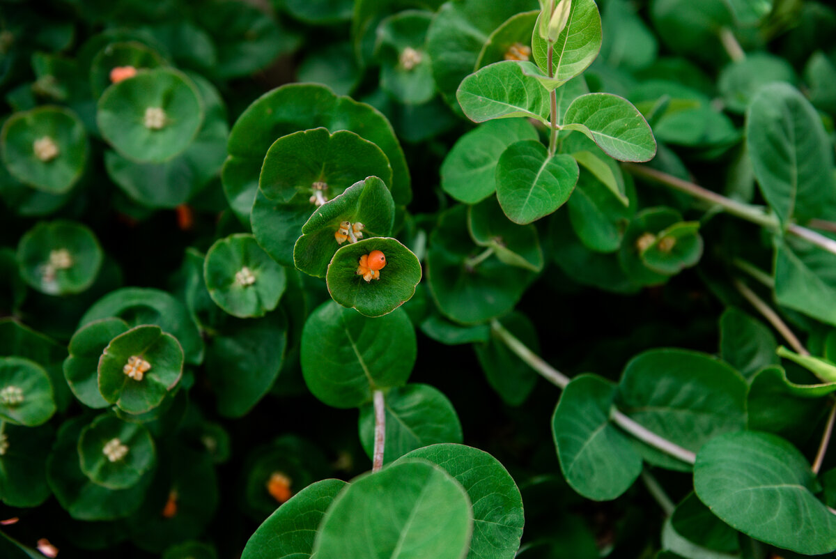 Каприфоль в моем саду. Просто фото не в тему.