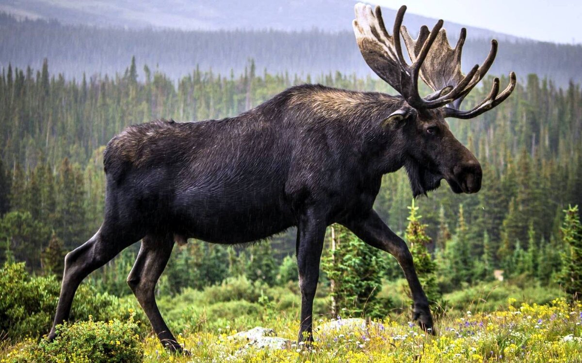 лось-брюнет