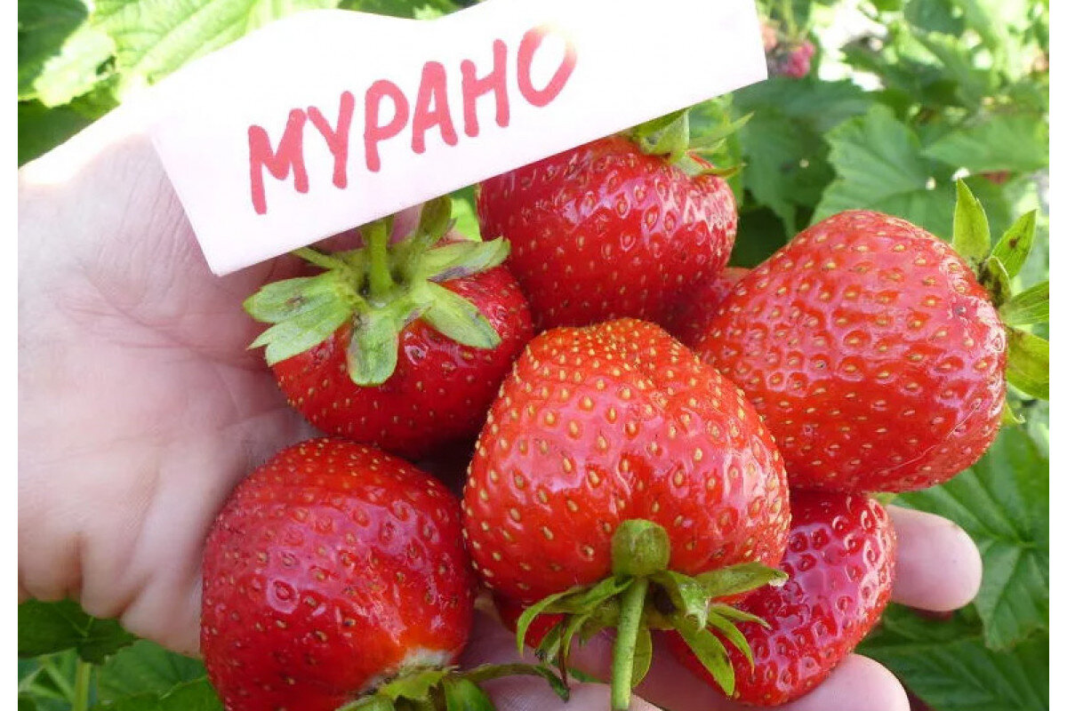 Ягода клубники сорта "Мурано"