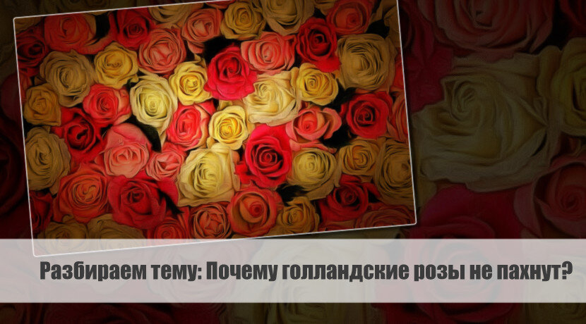 Разбираем тему: Почему голландские розы не пахнут?