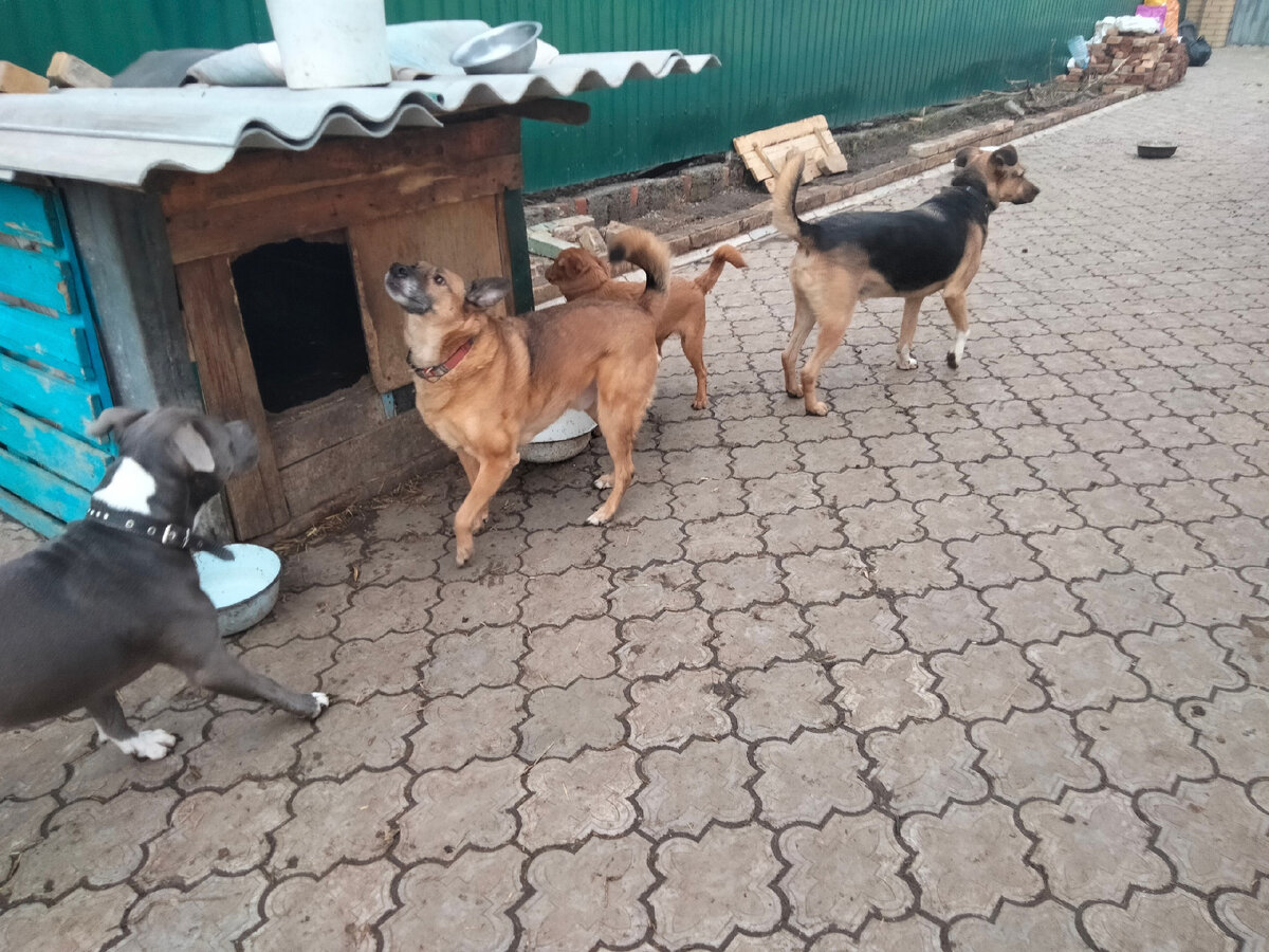 Животные в такси. Собака такси. Такси для животных. Такси для животных. Автомобиль для перевозки животных.