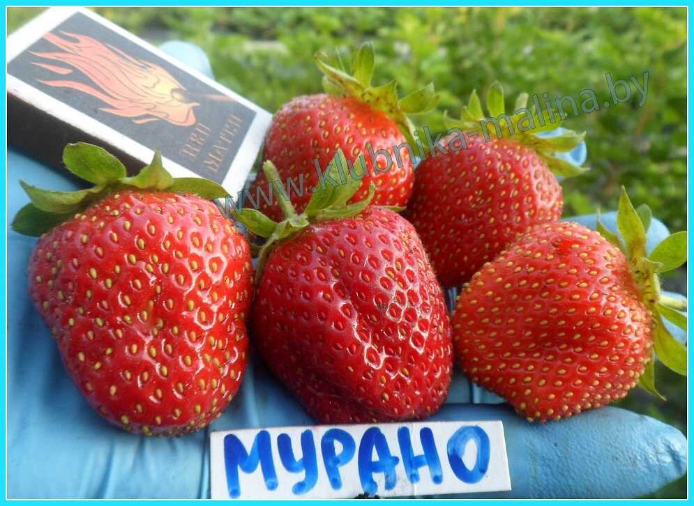 Мурано ремонтантная клубника фото и описание