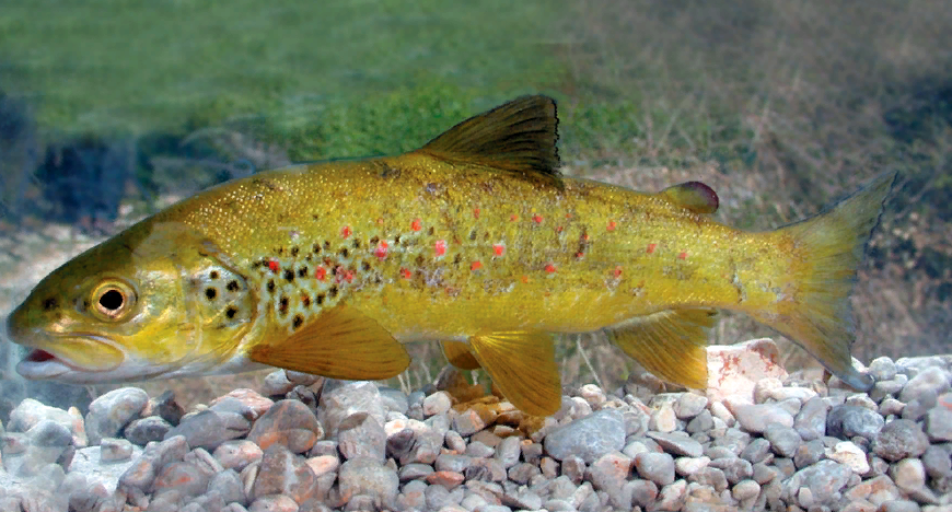 АДРИАТИЧЕСКАЯ ФОРЕЛЬ c МЯГКОЙ МОРДОЙ или СОЛИНСКИЙ ЛОСОСЬ (Salmo obtusirostris salonitana)