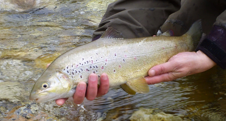 АДРИАТИЧЕСКАЯ ФОРЕЛЬ НЕРВЕТИНСКАЯ (Salmo obtusirostris oxyrhynchus)