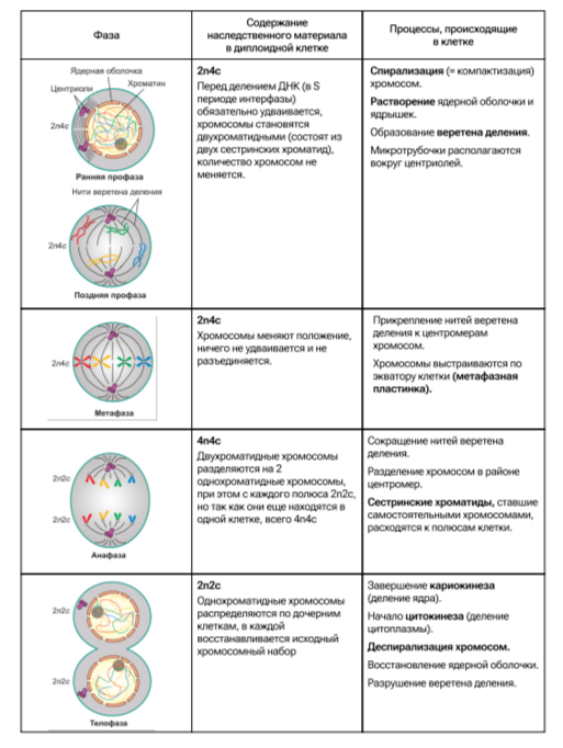 Мейоз число хромосом и днк
