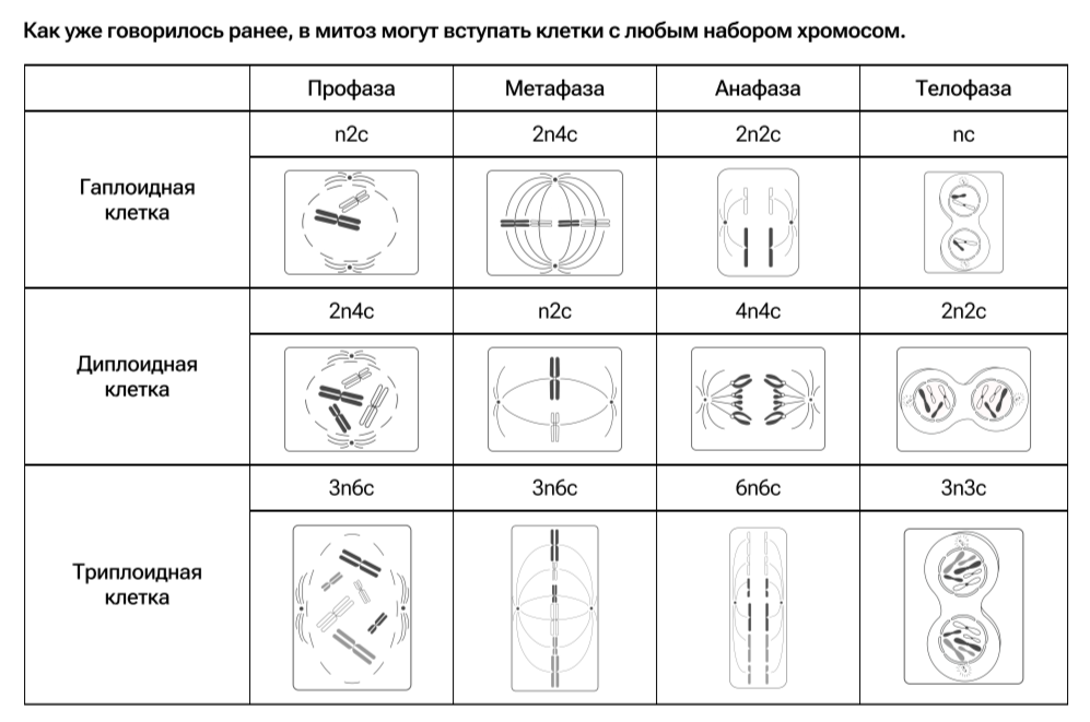 Клетки содержат набор хромосом