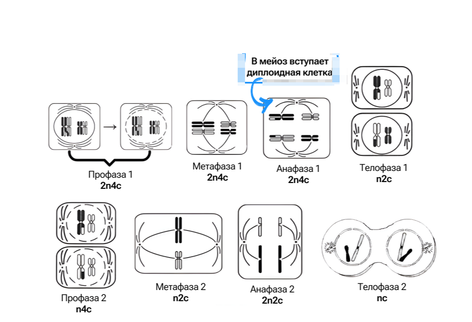 Хромосомный набор клеток мейоз