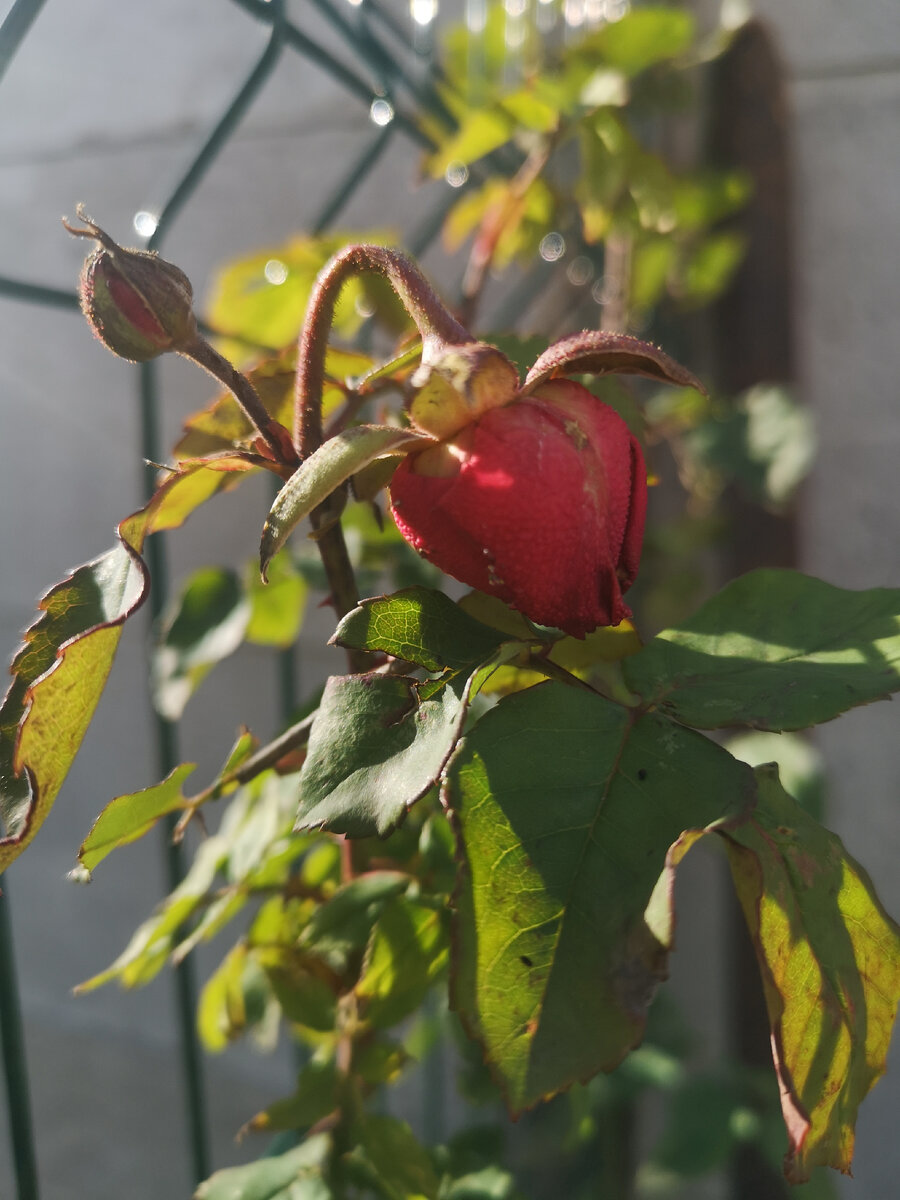 Он хотел раскрыться ещё в середине декабря, не смог. Но и от мороза не почернел, а как бы законсервировался))) 