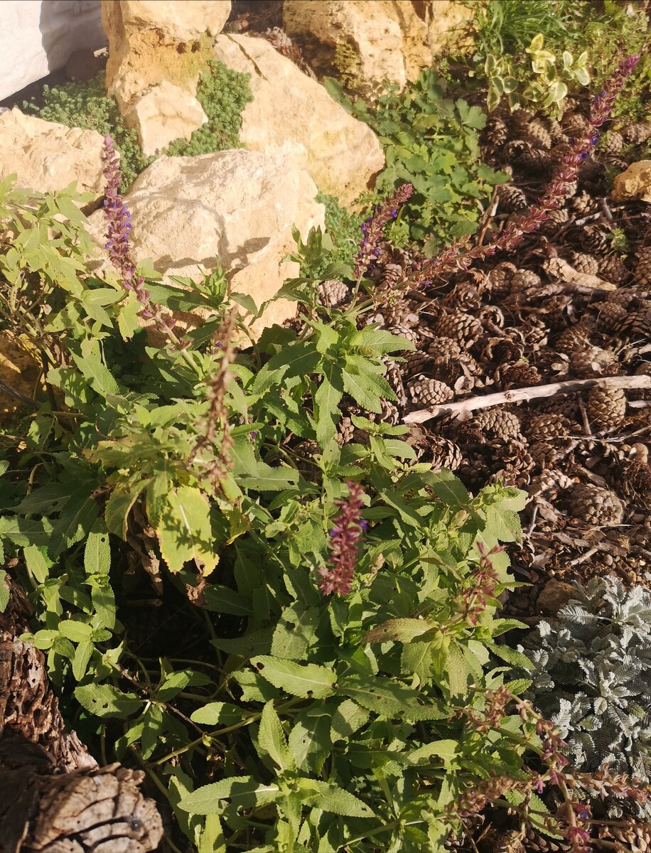 Шалфей цветет