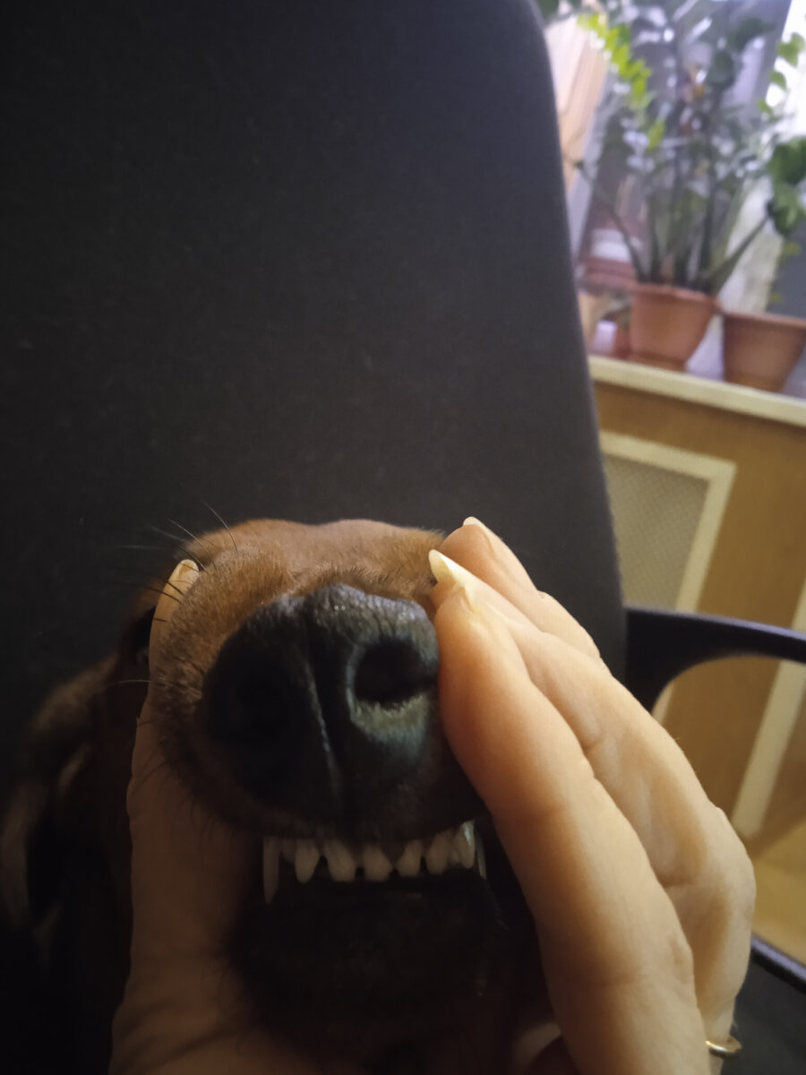 У Алиски зубки в порядке