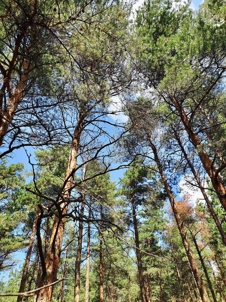 Куршская коса, Калининградская область, 2023