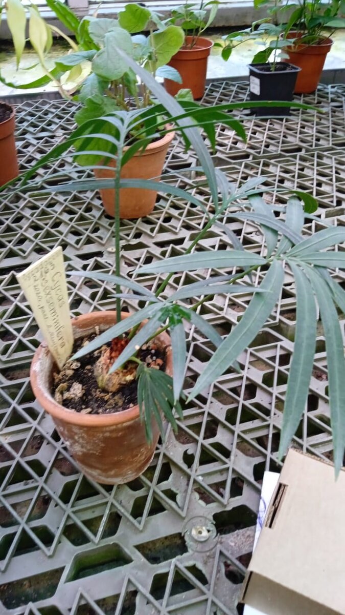 Цикас Cycas sexseminifera 