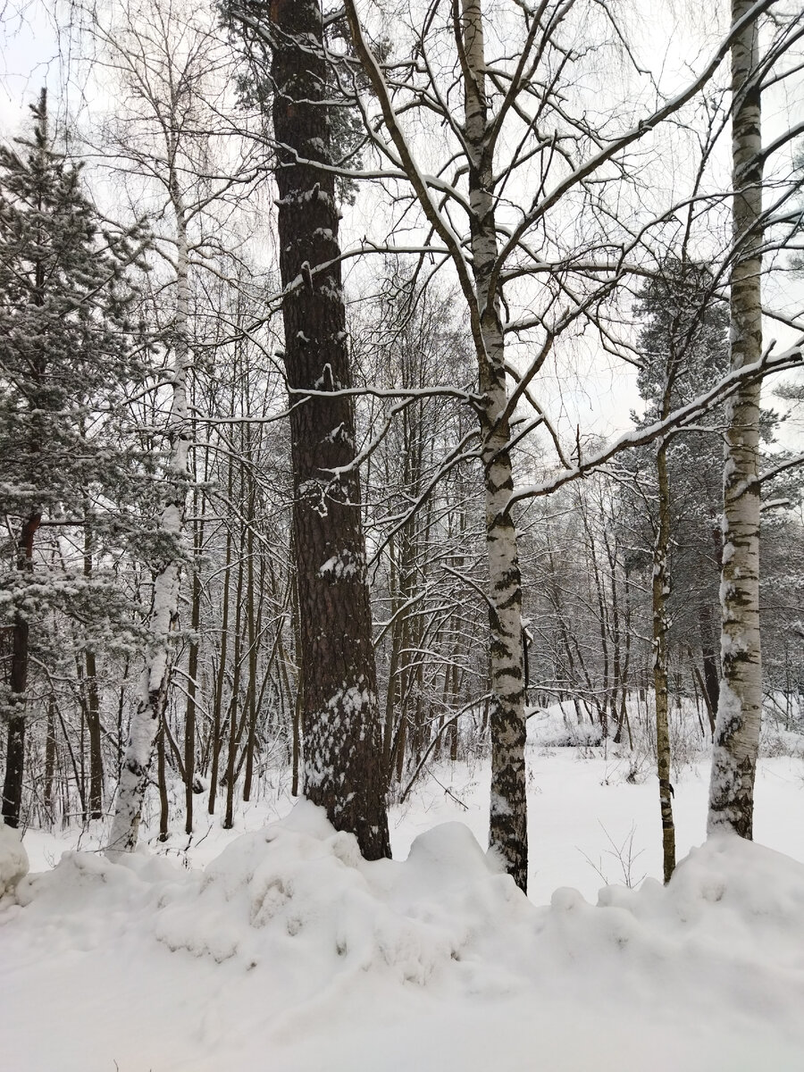 Зимний лес в январе 