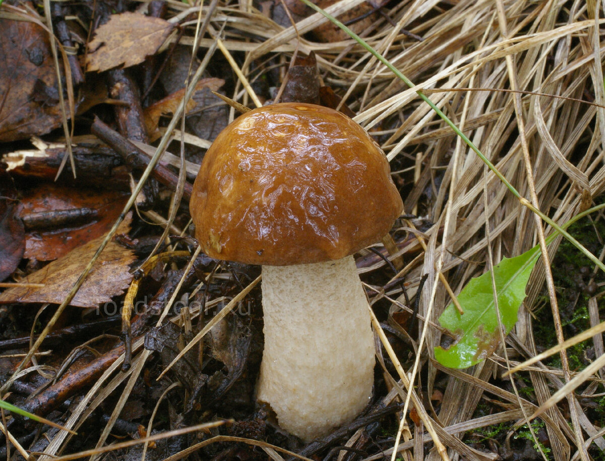Это тоже подберёзовик. В душе не разумею - какой именно. Может, самый обыкновенный (фото И.Лебединского)