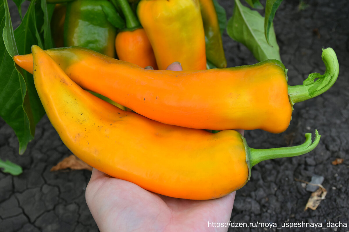 Листайте галерею >>>