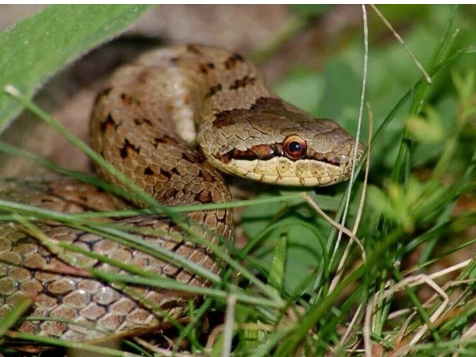 лена лена леночка ленусь песня слушать онлайн бесплатно все песни. лена леночка вернись песня. мемы по лену. песня про лену. ах лена лена леночка.