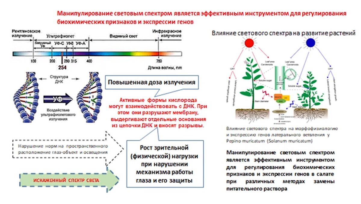Не выйдешь из за стола пока закончишь фотосинтез - Дом Мебели.ру