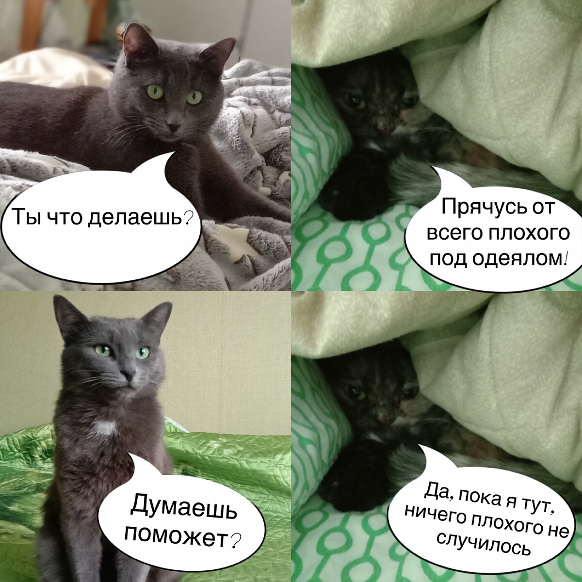 Проблемы кошек