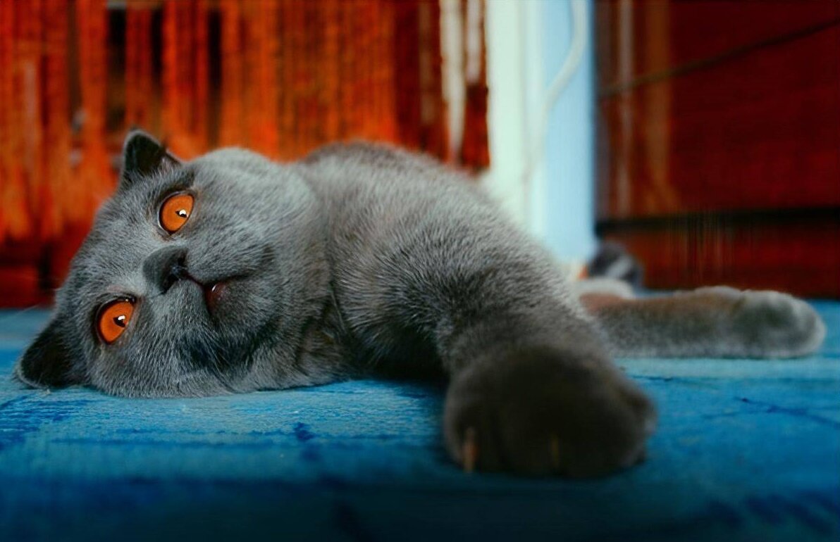 Приснилась кошка