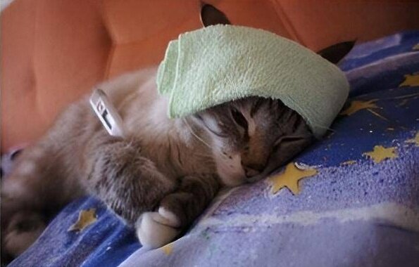 Больная кошка