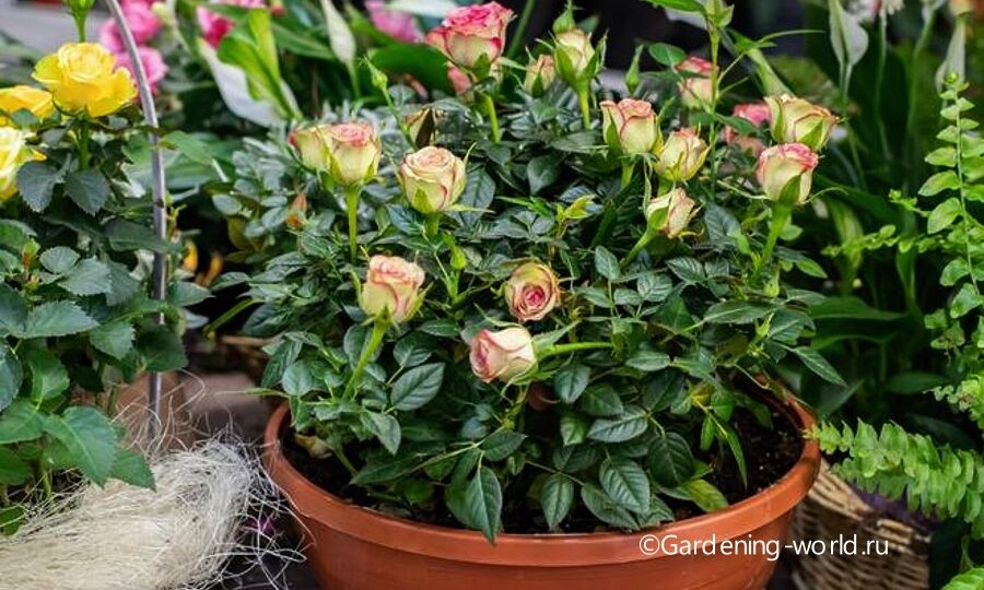 Миниатюрная комнатная роза в горшке – как ухаживать, чтобы красиво и долго цвела