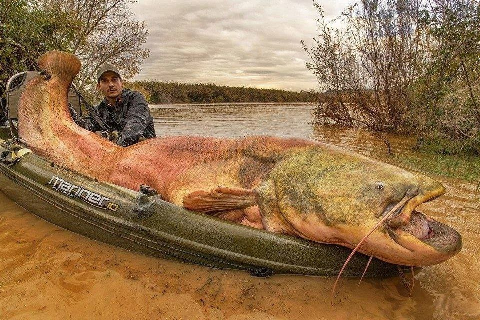 Блоп Водный гигант