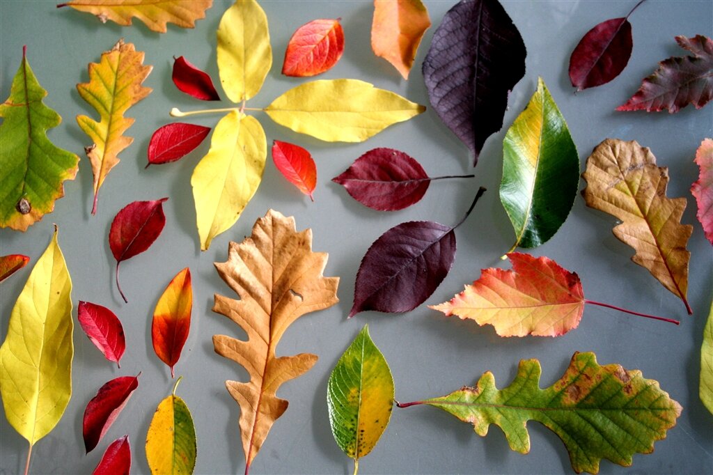 Осенние листья. Разные листья. Листочки деревьев. Осенний гербарий.