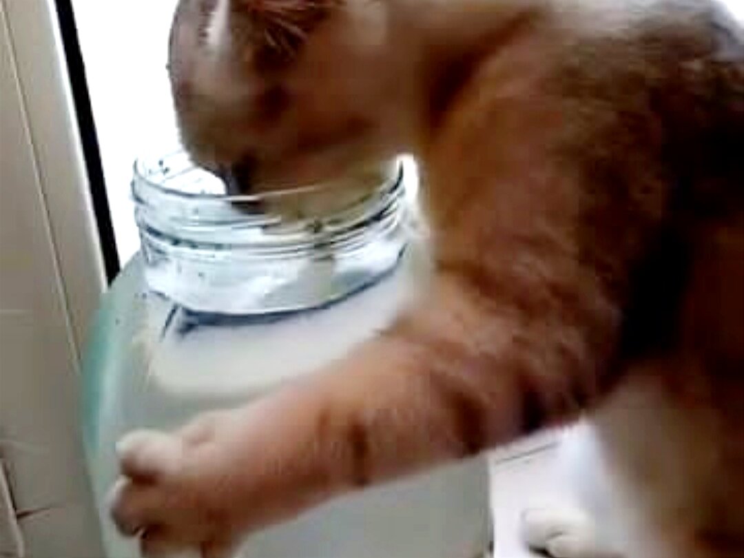 Вода сухой корм. Вода сухой корм