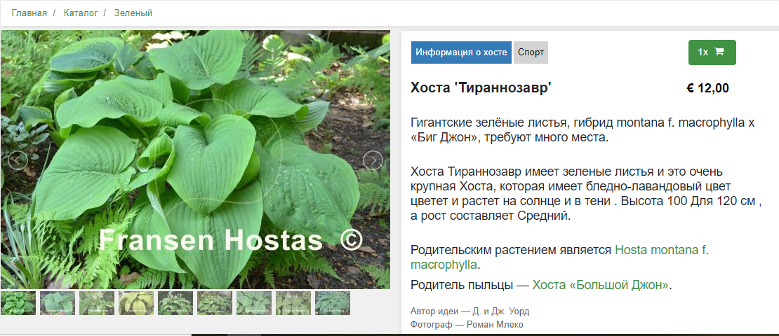 Хосту метровой высоты давно мне хотелось, но как-то не попадались такие на моем пути )))  