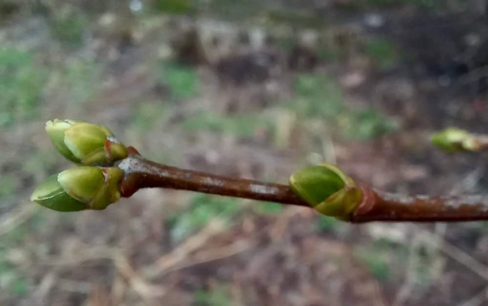 В Донецке зеленые почки 6 января 2024 годв