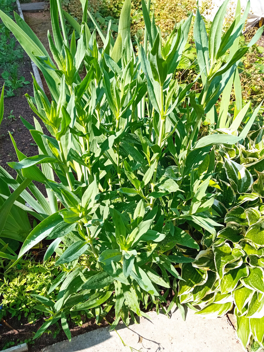 Конец июня.