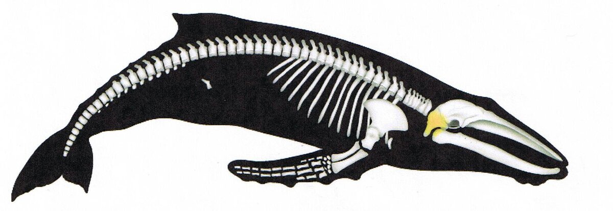 Принципиальная схема скелета кита