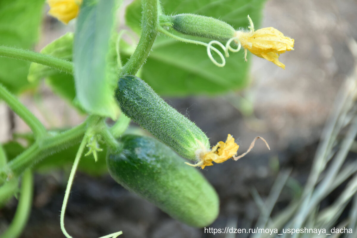 огурцы колибри ф 1. огурцы виноградная гроздь. огурцы растут на земле.