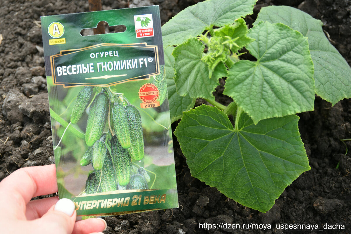 Красивая рассада. Семена для посева. Семена для рассады. Какие лучше сорта садить. Семена для посадки.