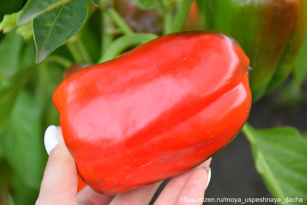 Листайте галерею >>>