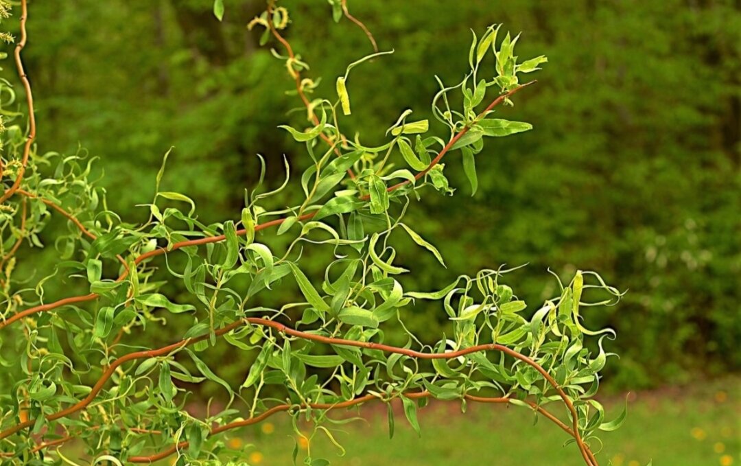 Фото из интернета