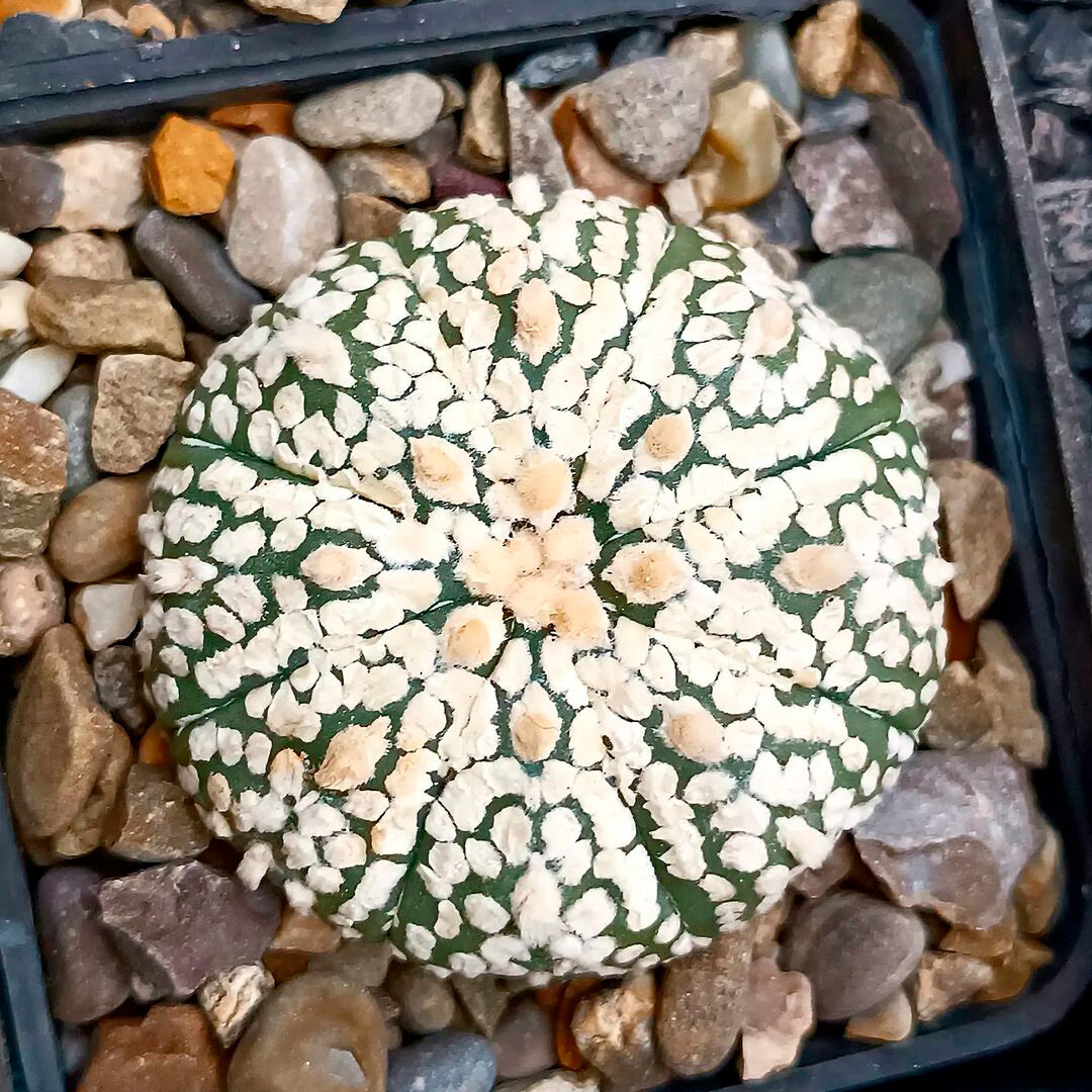 Astrophytum asterias cv. ‘SUPER KABUTO’