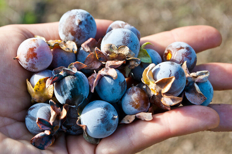 Кавказская хурма. Открытые источники.