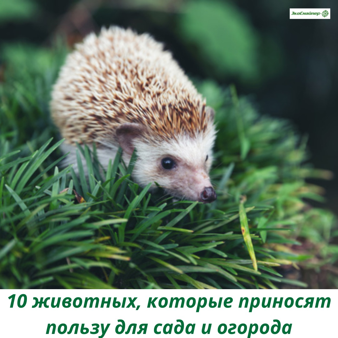 10 животных, которые приносят пользу для сада и огорода 🦔 | ЭкоСнайпер -  канал по борьбе с вредителями | Дзен