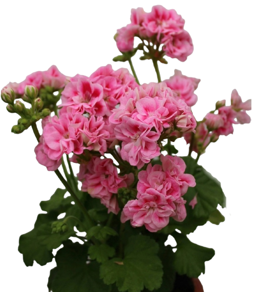 пеларгония сорта Лаурен Александра (Lauren Alexandra)